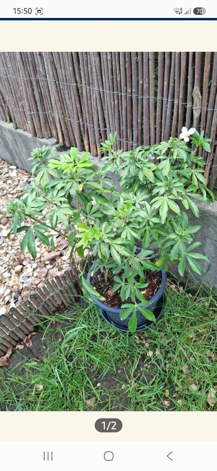 Acheter une plante mexicaine à fleurs blanches, Enlèvement