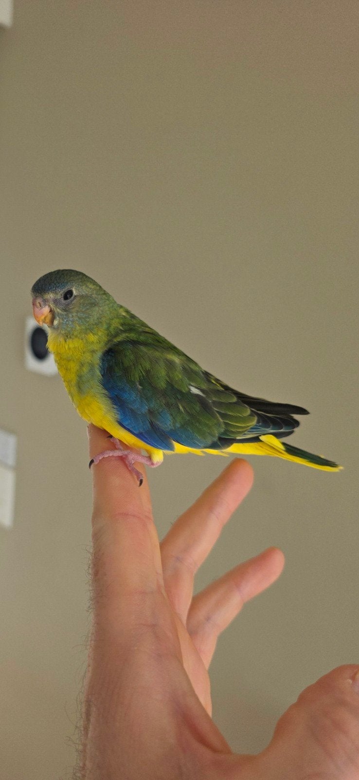 turquoisine, Animaux & Accessoires, Oiseaux | Perruches & Perroquets, Domestique