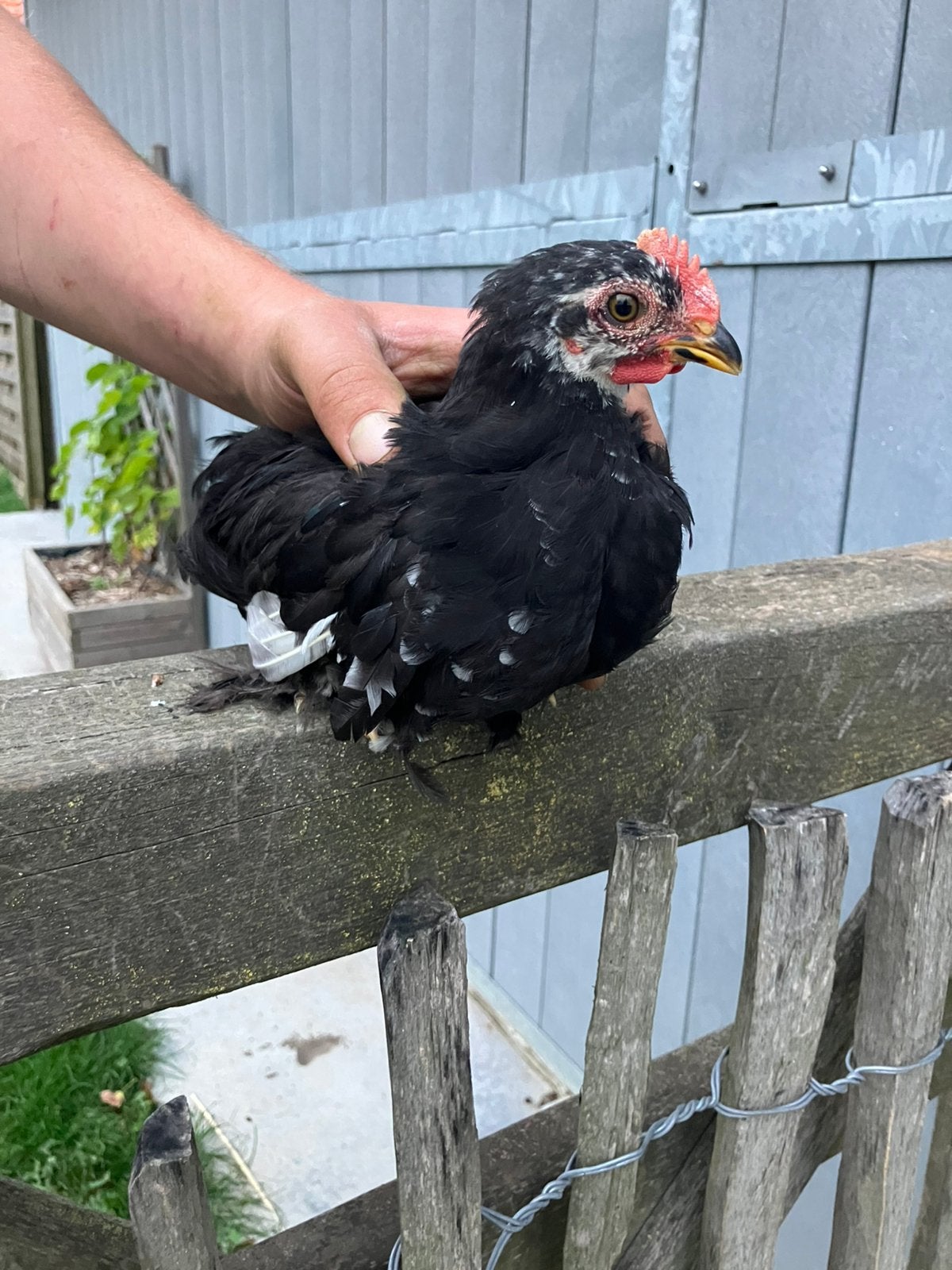 Kuikentje te koop, Dieren en Toebehoren, Geslacht onbekend, Kip