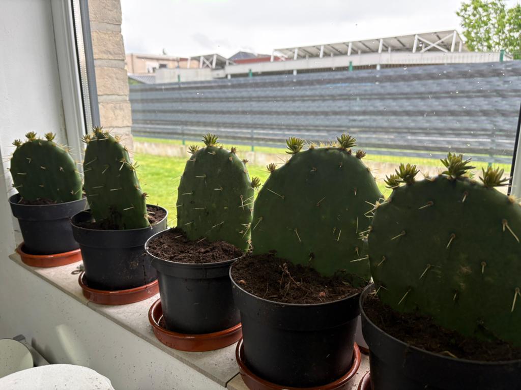 Cactus, Tuin en Terras, Ophalen