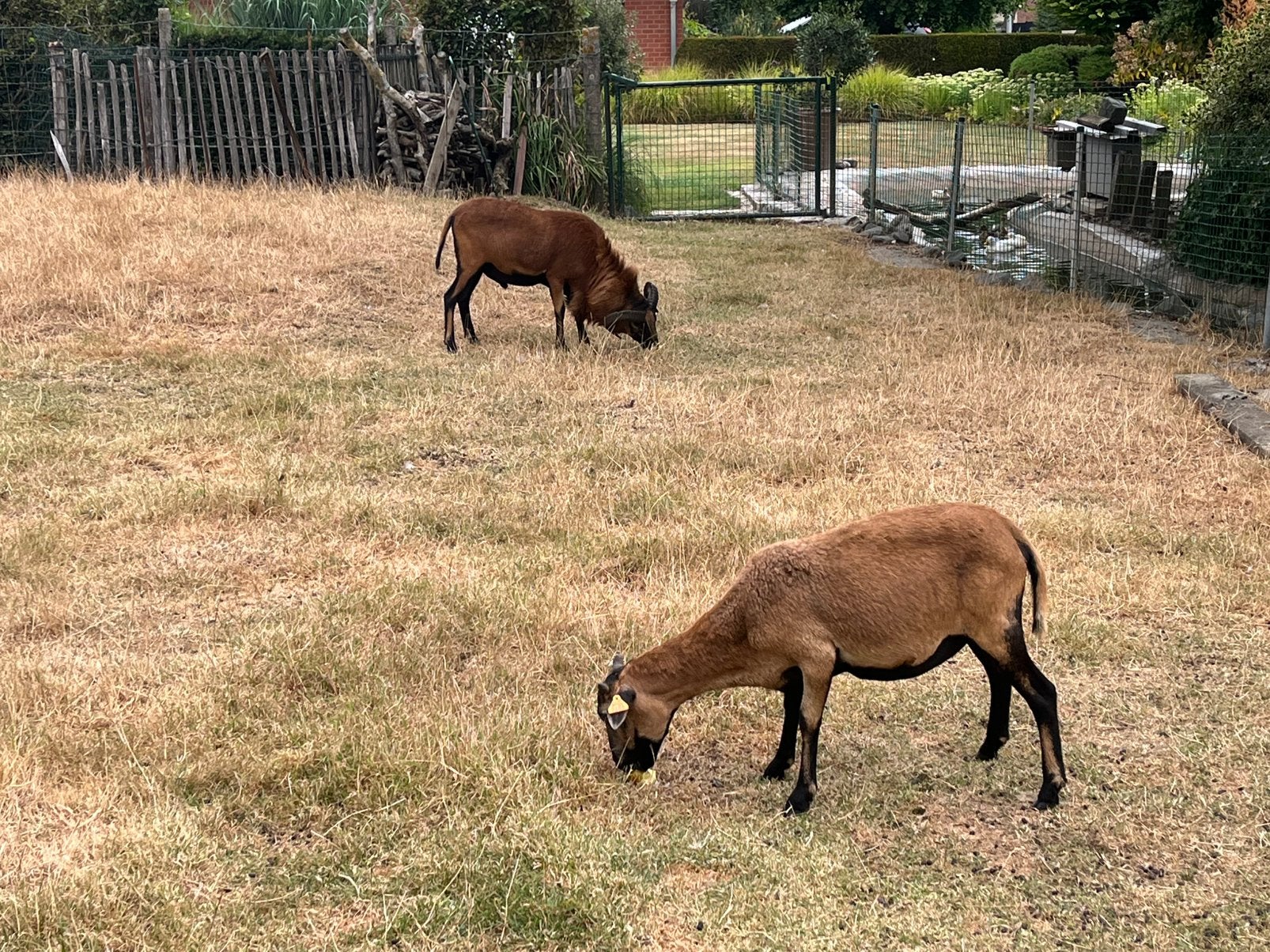 Koppel onverwante Kameroen schapen, Dieren en Toebehoren, Schapen, Geiten en Varkens, Meerdere dieren, Schaap, 0 tot 2 jaar