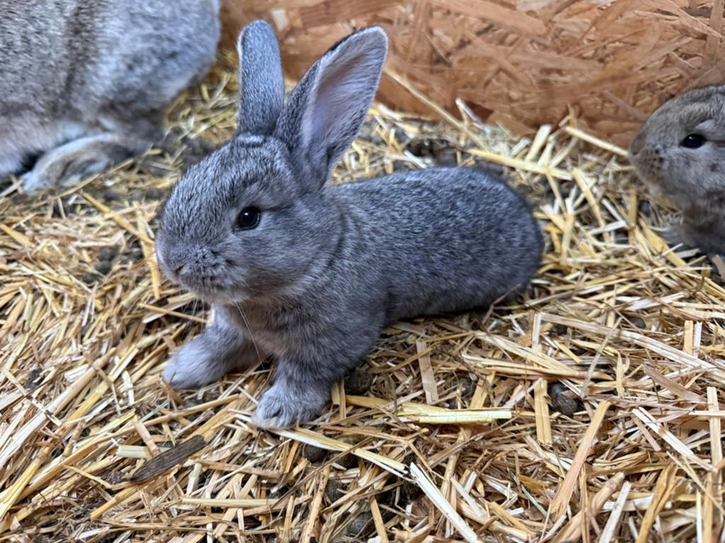 Jonge vlaamse reuzen, Animaux & Accessoires, Lapins, Sexe inconnu, Grand, 0 à 2 ans