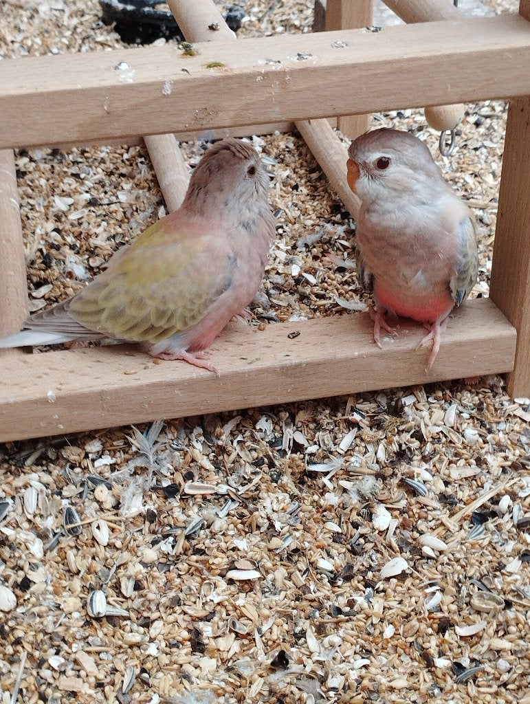 Jonge bourkes, Geslacht onbekend, Parkiet