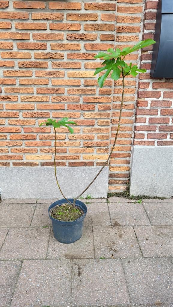 Vijgenboom (Winterhard), Tuin en Terras, Planten | Fruitbomen, Ophalen, Vijgenboom