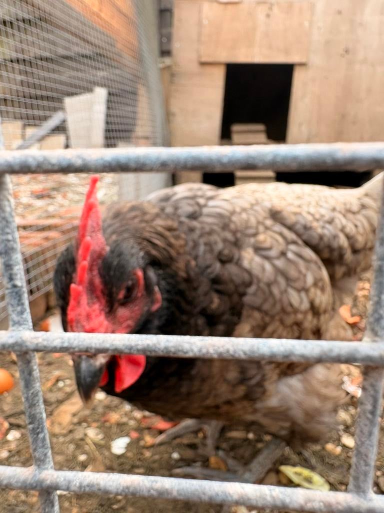 Gratis kip te geef, Dieren en Toebehoren, Pluimvee, Vrouwelijk, Kip
