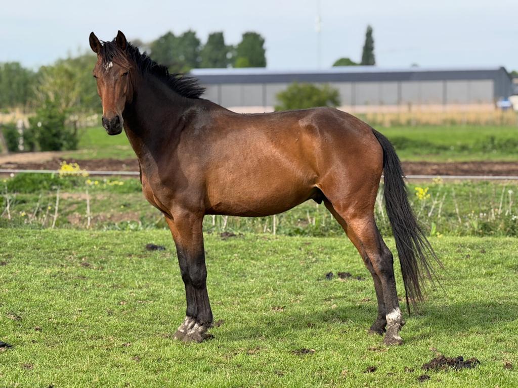 3 jarig spring paard, Hongre, 160 à 165 cm, Avec pedigree, 3 à 6 ans