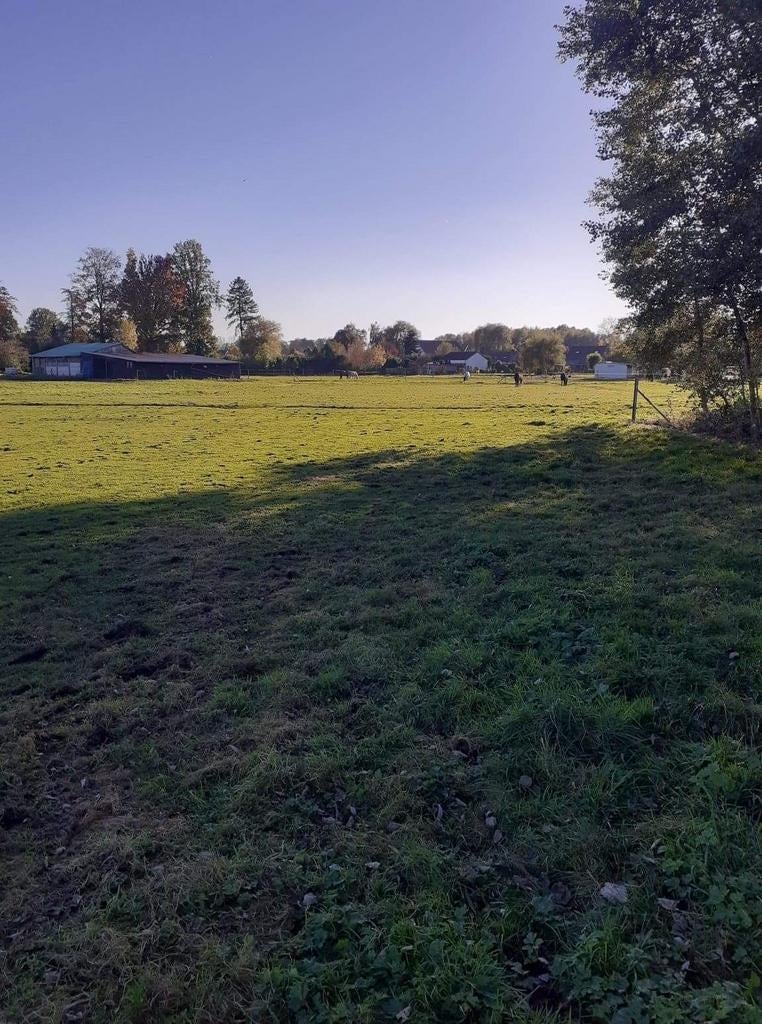 Pension prairie Pommeroeul, Animaux & Accessoires