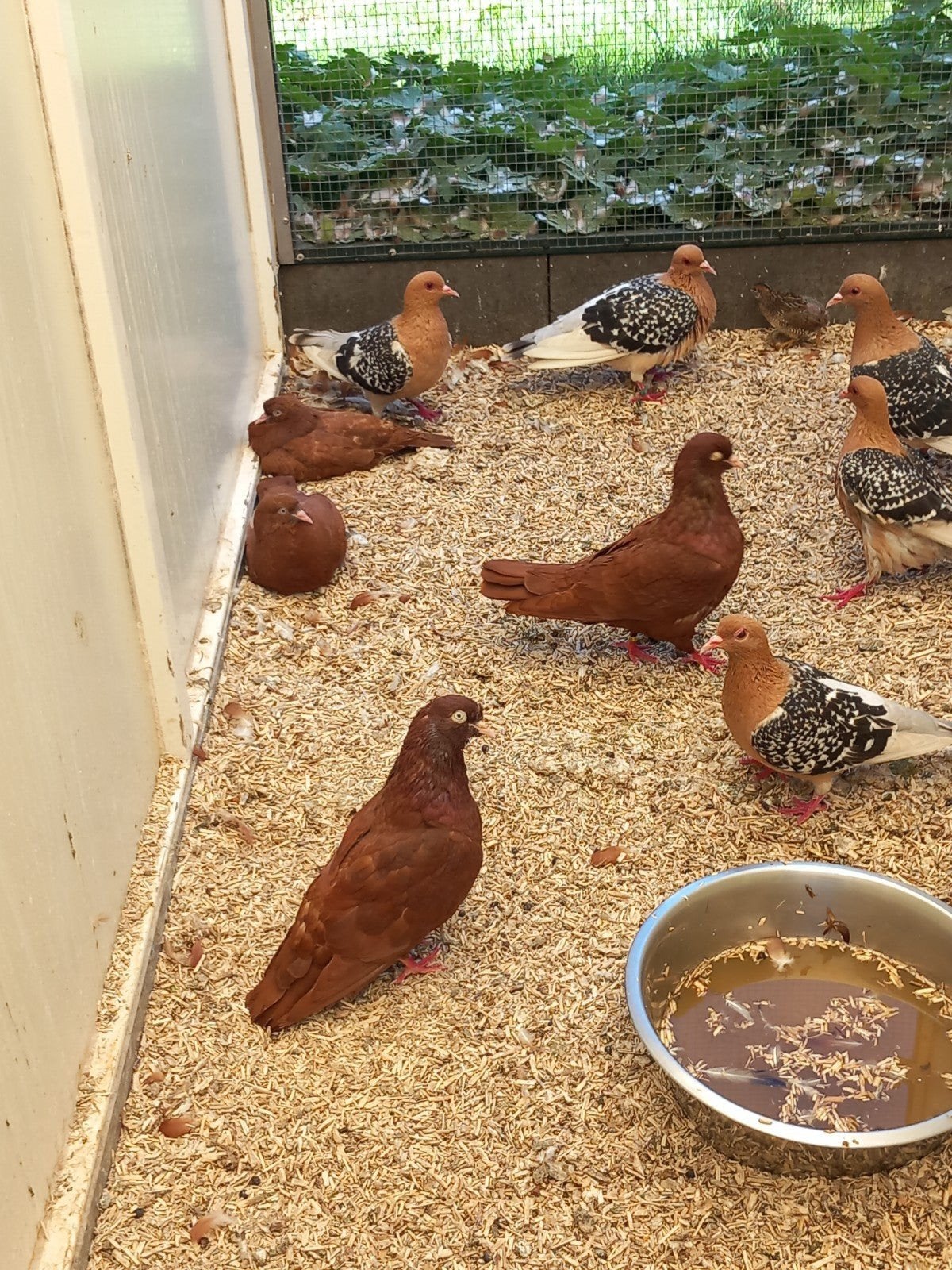 Belgische tuimelaars, Dieren en Toebehoren