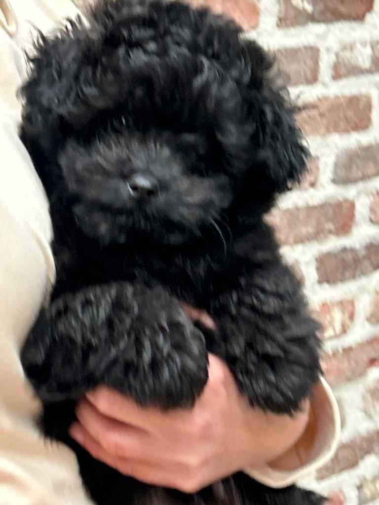 Mini doodle reutje - vaste prijs !, Dieren en Toebehoren, Honden | Chihuahua's en Gezelschapshonden, Poedel, Parvo, België, Reu