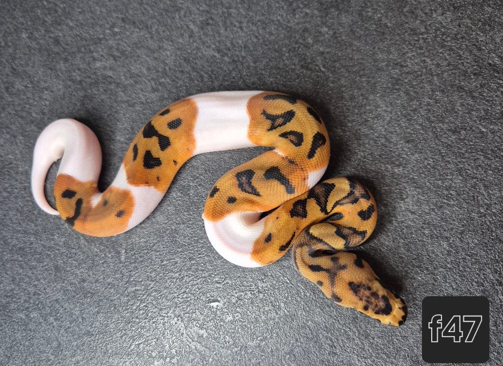 Python regius, Animaux & Accessoires, Serpent, 0 à 2 ans