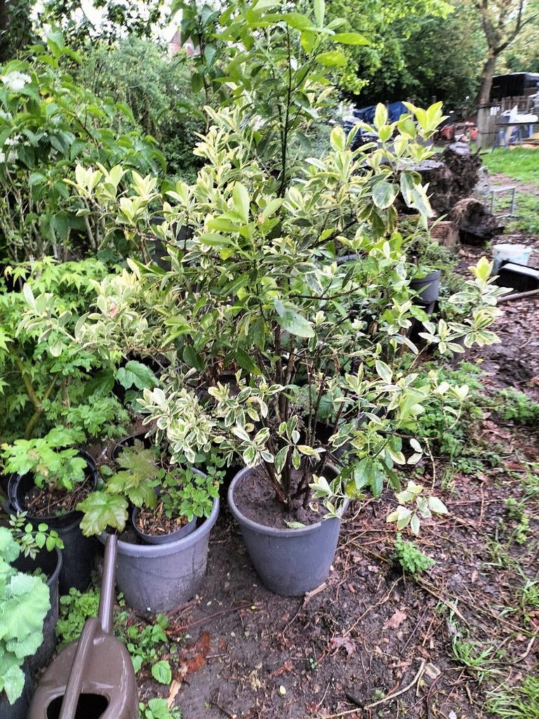 Vaste plant bladhoudend in de winter 2 kleurig, Tuin en Terras, Planten | Struiken en Hagen, Ophalen, Esdoorn