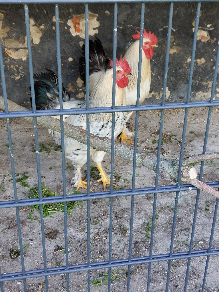 Haan pluimvee 2026, Dieren en Toebehoren, Mannelijk, Kip
