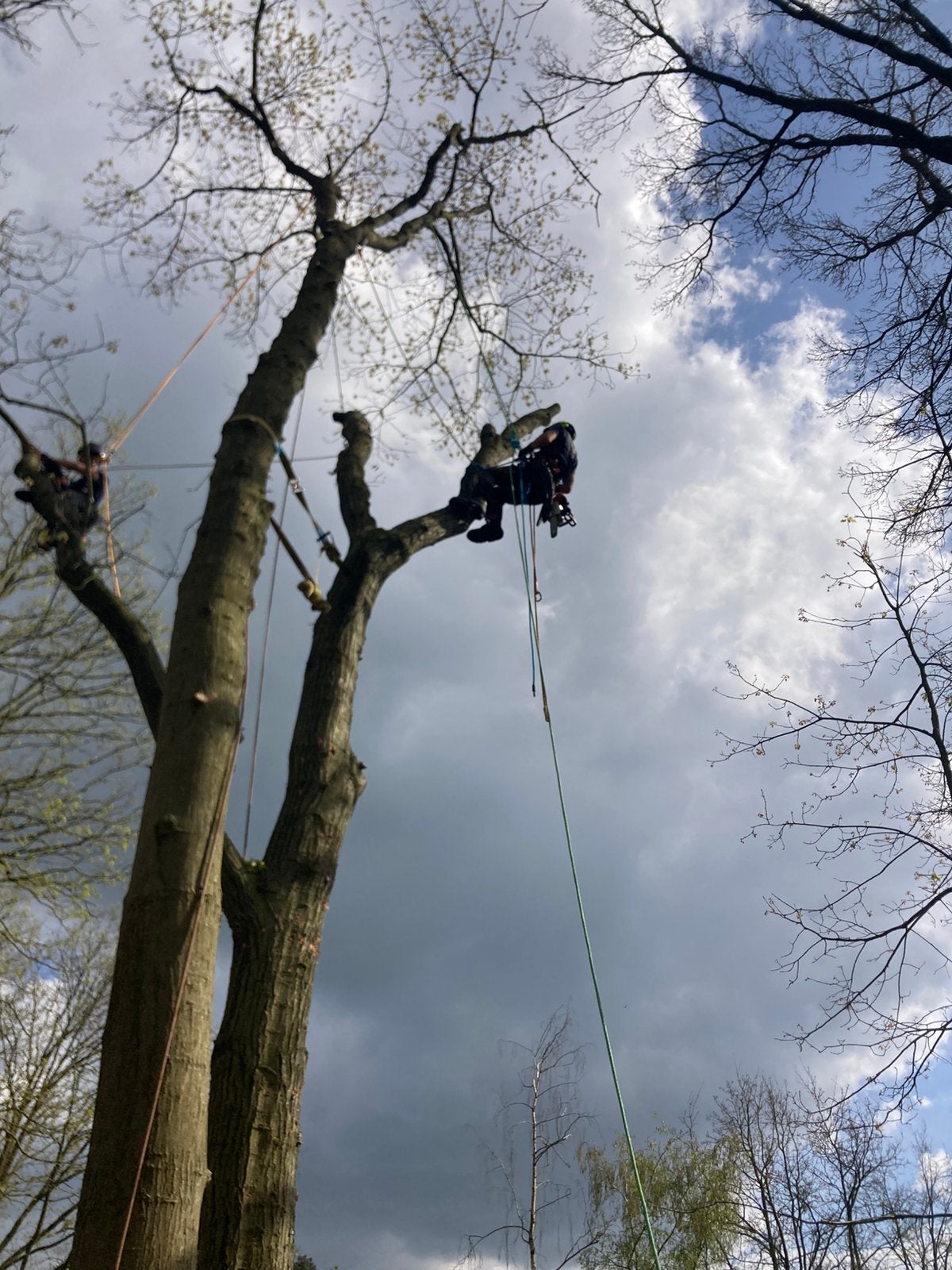 Bomen snoeien en vellen, Enlèvement