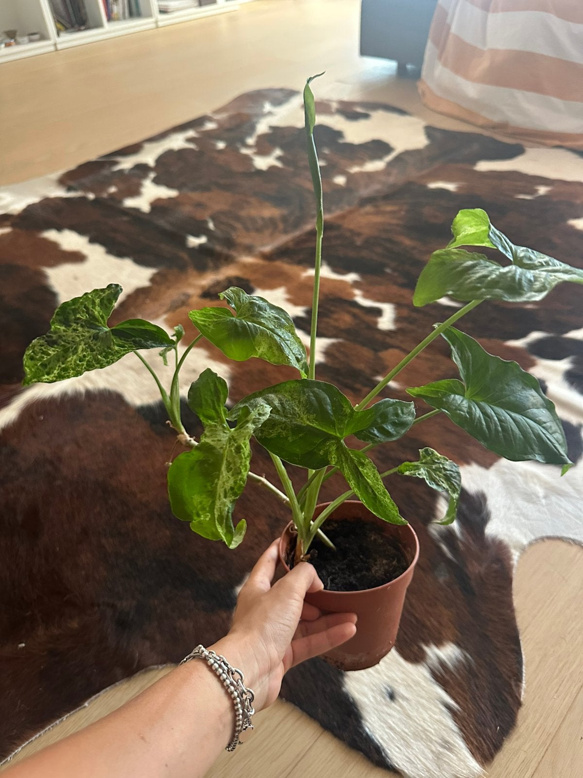 Syngonium mojito kamerplant, Ophalen of Verzenden, Zo goed als nieuw