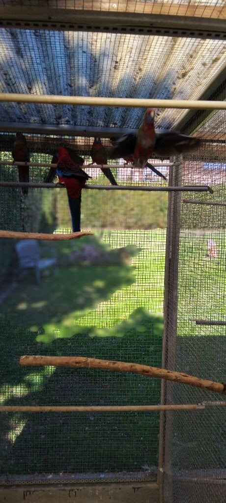 penant rosellas wildkleur, Dieren en Toebehoren, Meerdere dieren, Papegaai, Geringd