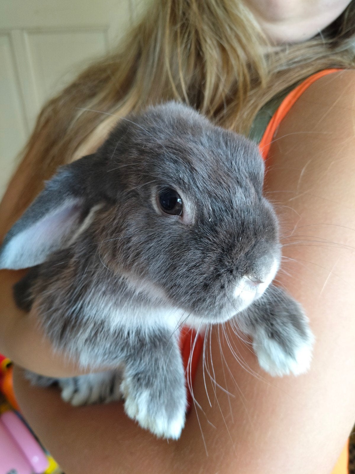 lapins