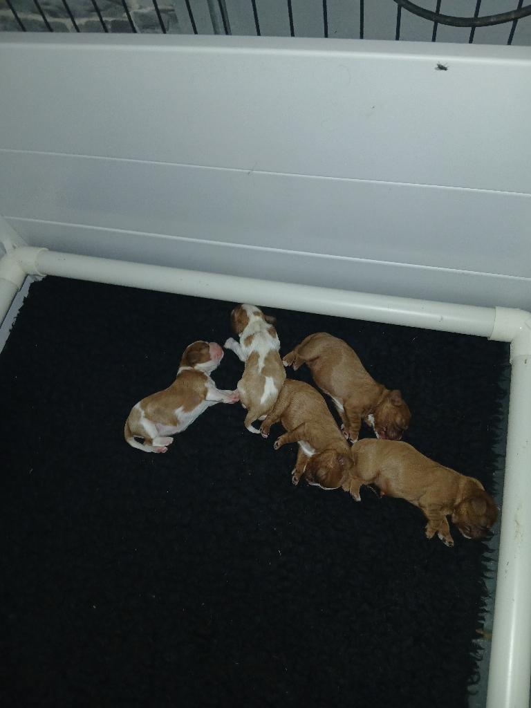 Cavalier King Charles, Dieren en Toebehoren, Parvo, België, Particulier, Overige rassen