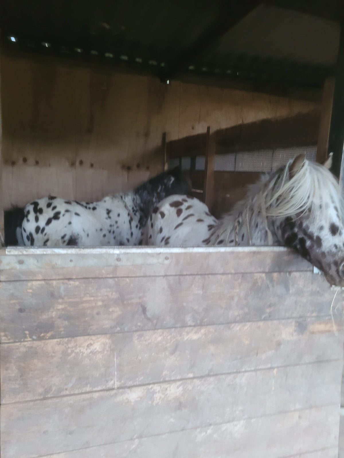 zeer mooie appaloosa