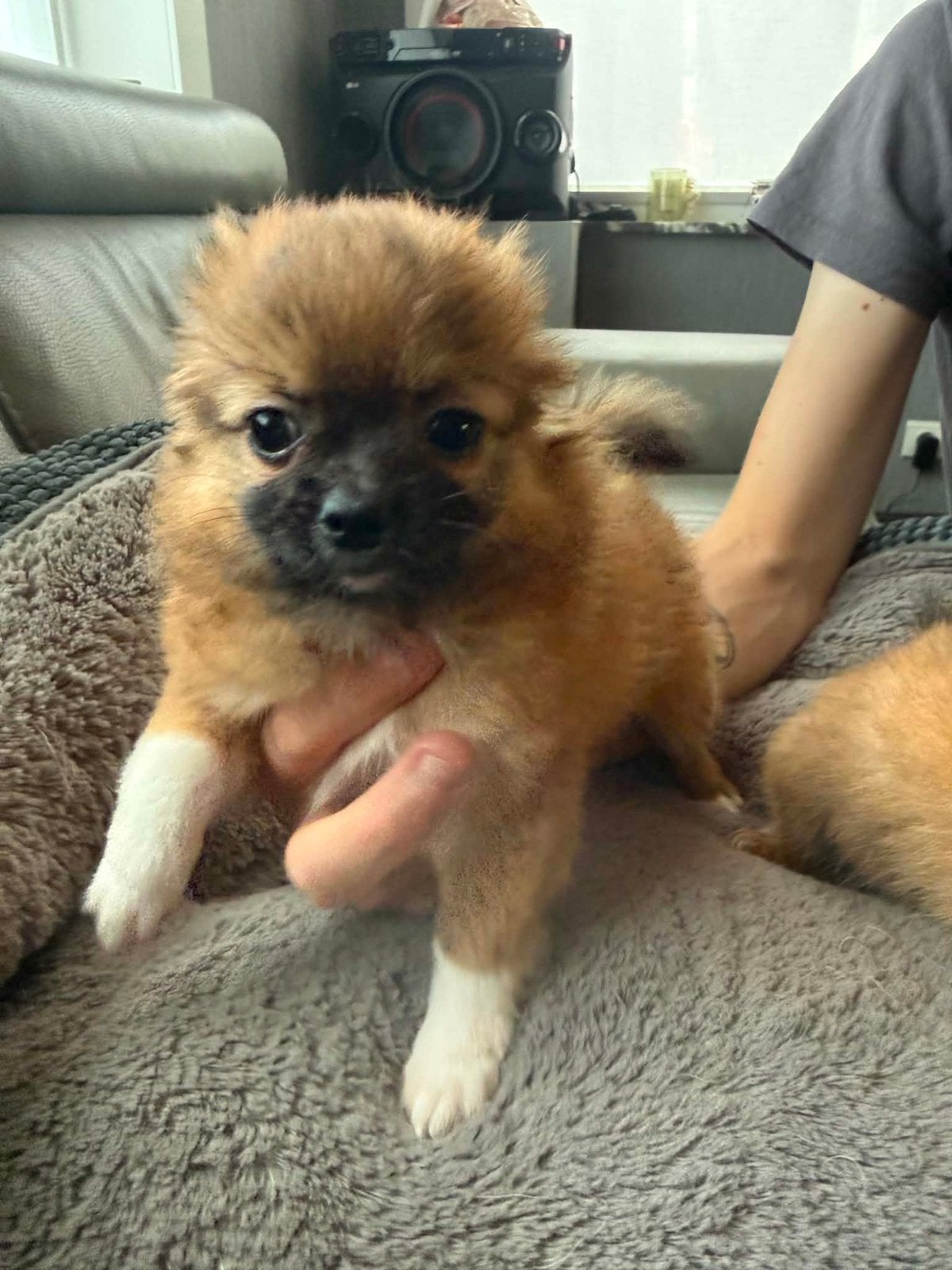 Pomchi pups teefjes, Particulier, Chienne, Belgique, 8 à 15 semaines