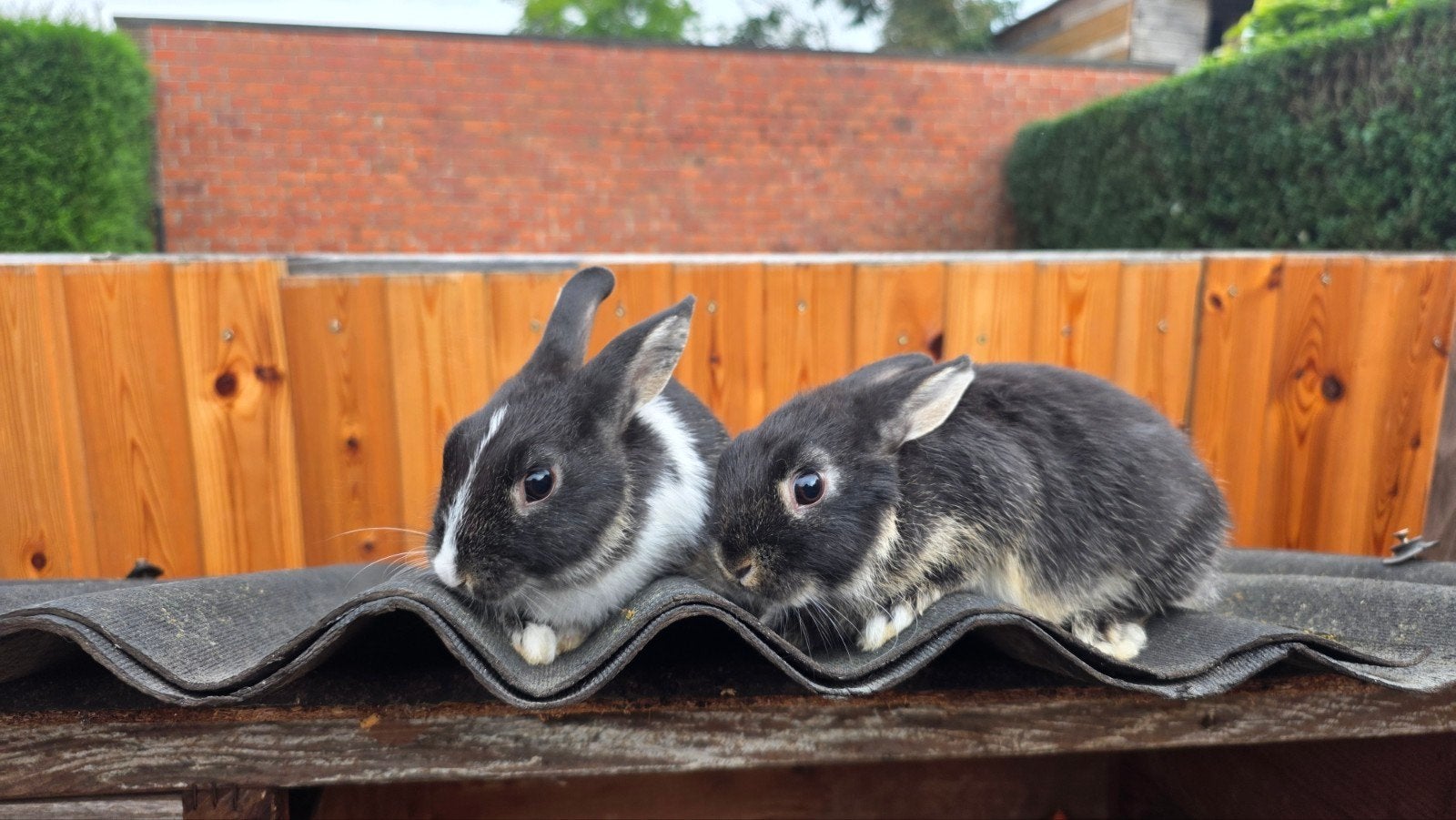 konijntjes zoeken liefdevol huisje, Dieren en Toebehoren, Konijnen
