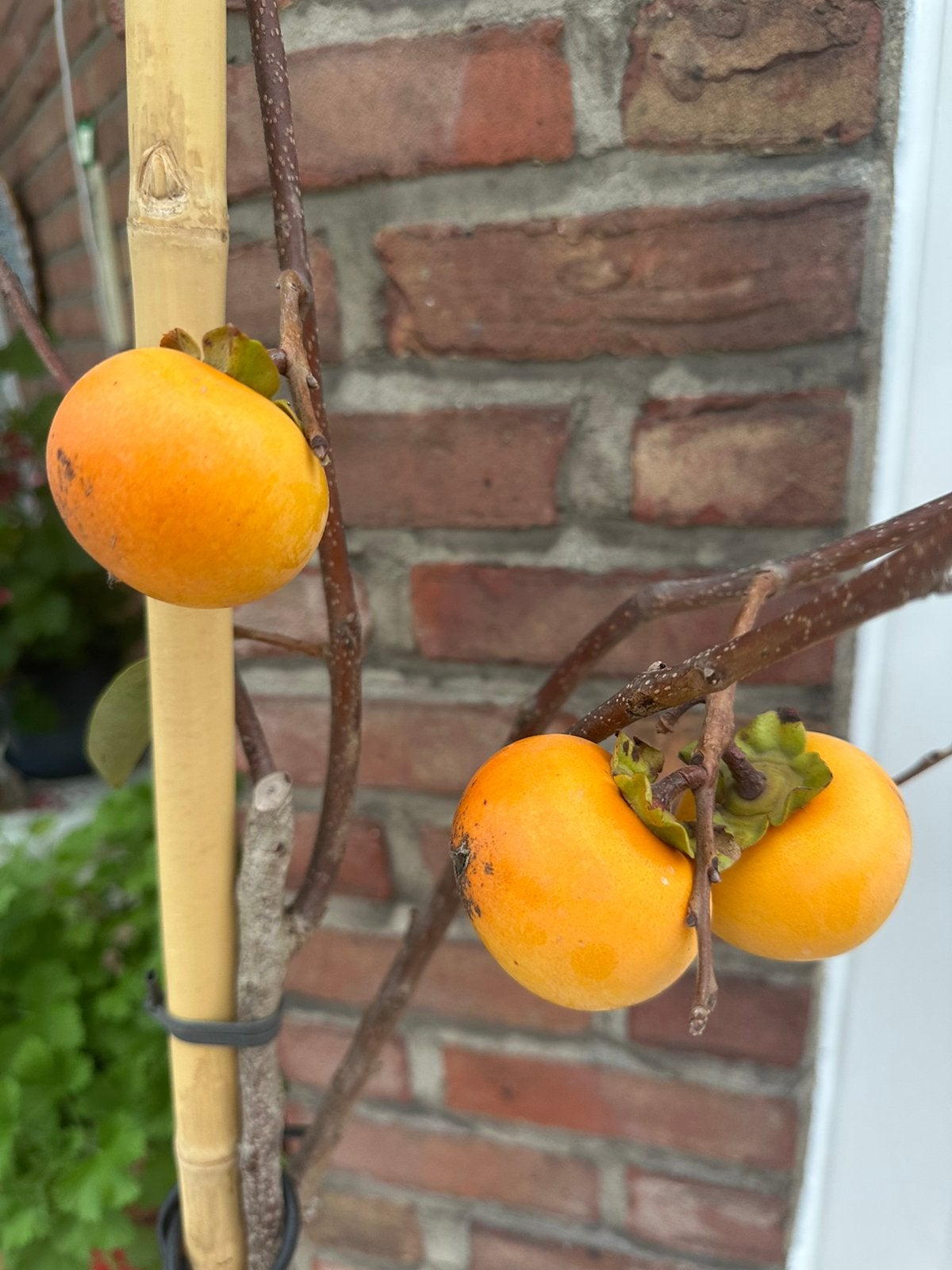 Arbre Kaki / Plaqueminier fruitier, Tuin en Terras, Ophalen, Lente, Overige soorten, Volle zon