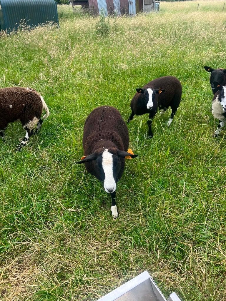 Zwart bles lammeren ooien, Femelle, Mouton, 0 à 2 ans