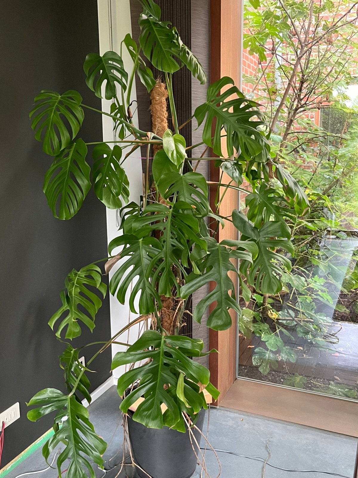 Monstera, Enlèvement