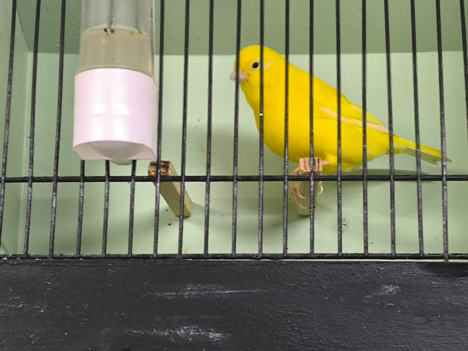 int en schimmel geel kanaries 2026, Dieren en Toebehoren, Vogels | Kanaries, Meerdere dieren, Kleurkanarie