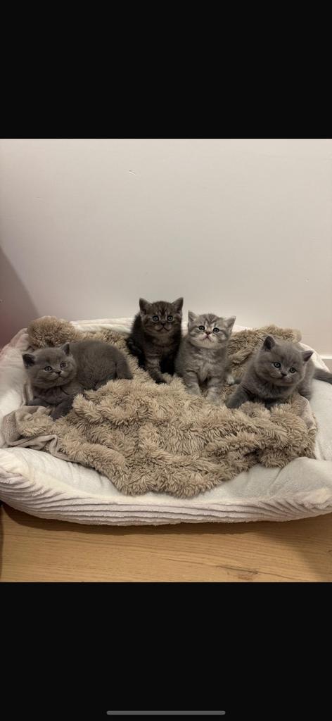 Kittens met stamboom, Dieren en Toebehoren, Meerdere dieren, Met stamboom, 0 tot 2 jaar