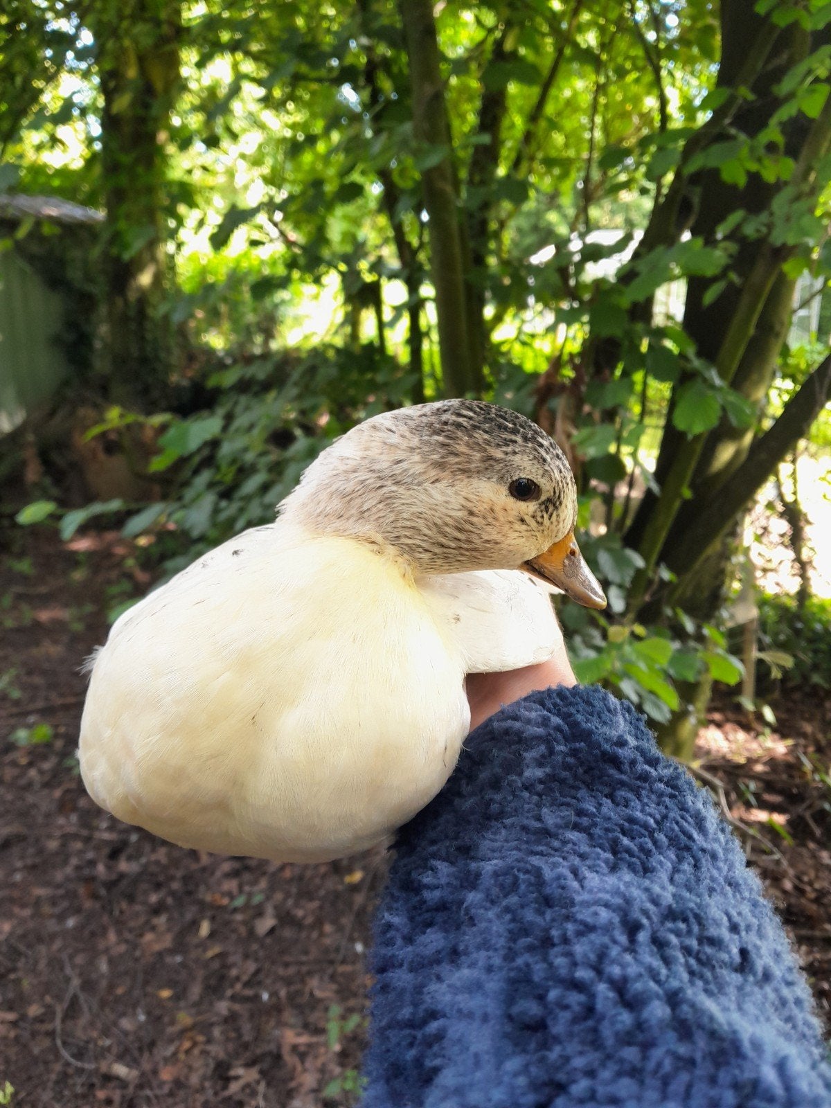 Koppel kwakers, Meerdere dieren, Eend
