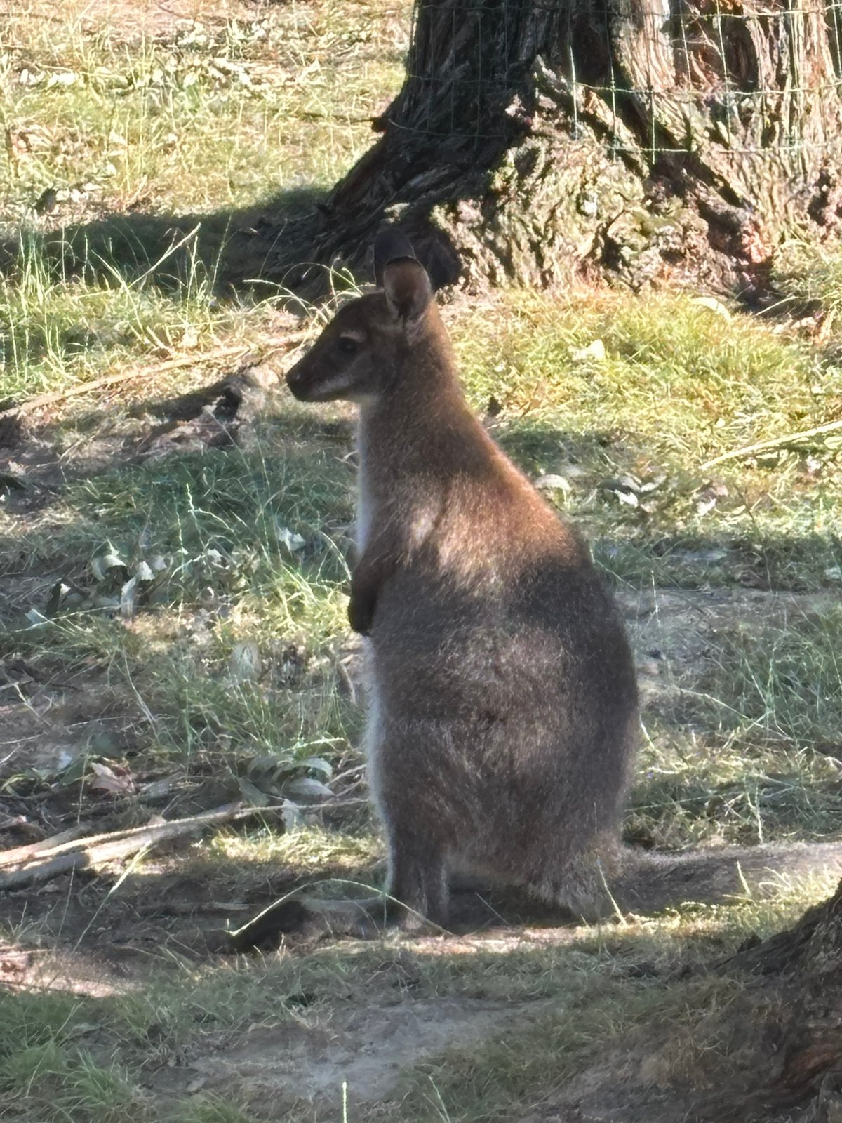 Kangoeroe Bennet wallaby, Dieren en Toebehoren, Overige Dieren, Februari, Mannelijk