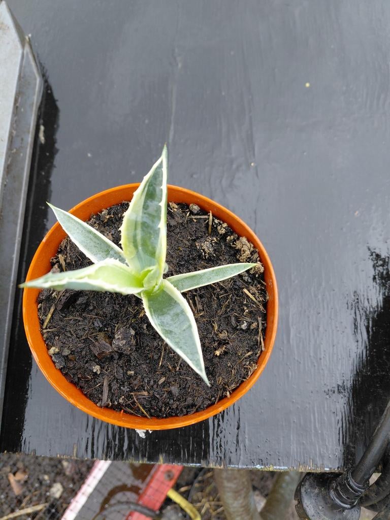 Agave américain, Enlèvement