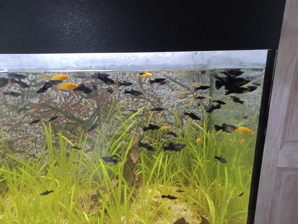 Black Molly's, Dieren en Toebehoren, Ophalen