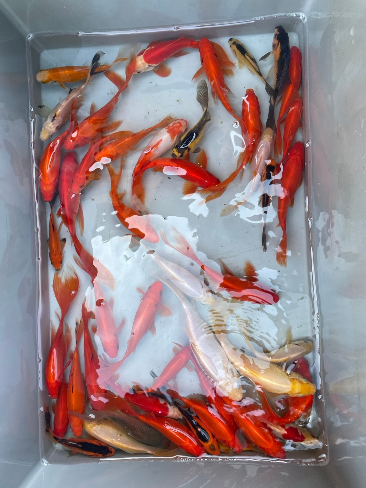 Sluiersraarten, Animaux & Accessoires, Poissons | Poissons d'étang