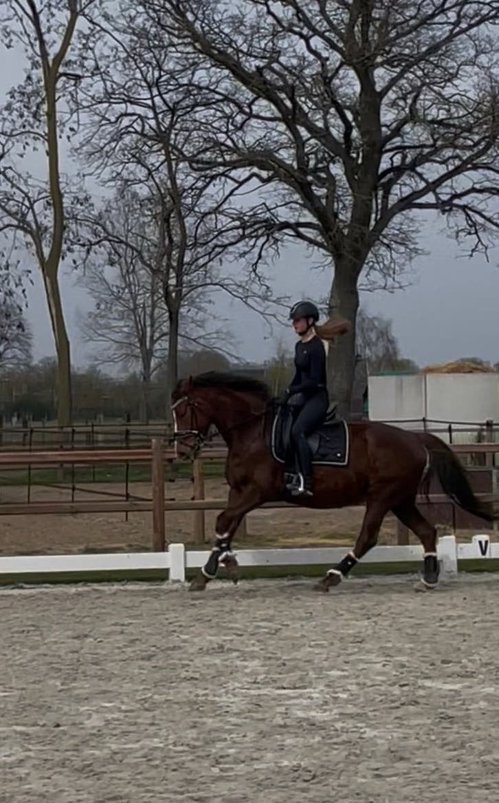 Dressuur merrie, Dieren en Toebehoren, Paarden, Merrie, L