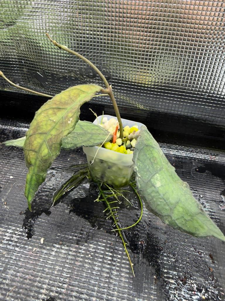 Hoya clemensorium, Ophalen of Verzenden
