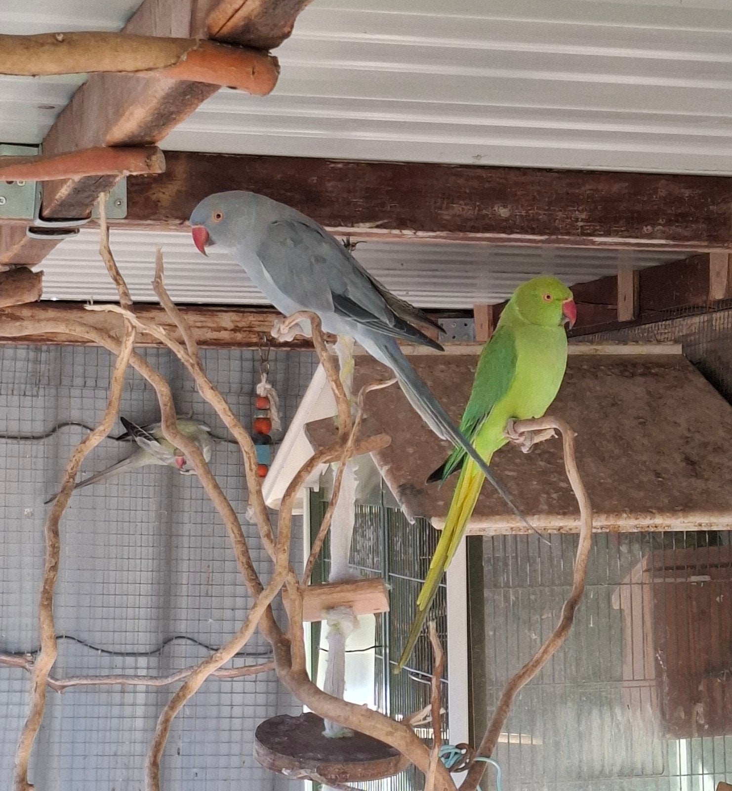 Halsband parkieten 100€/3, Dieren en Toebehoren, Vogels | Parkieten en Papegaaien