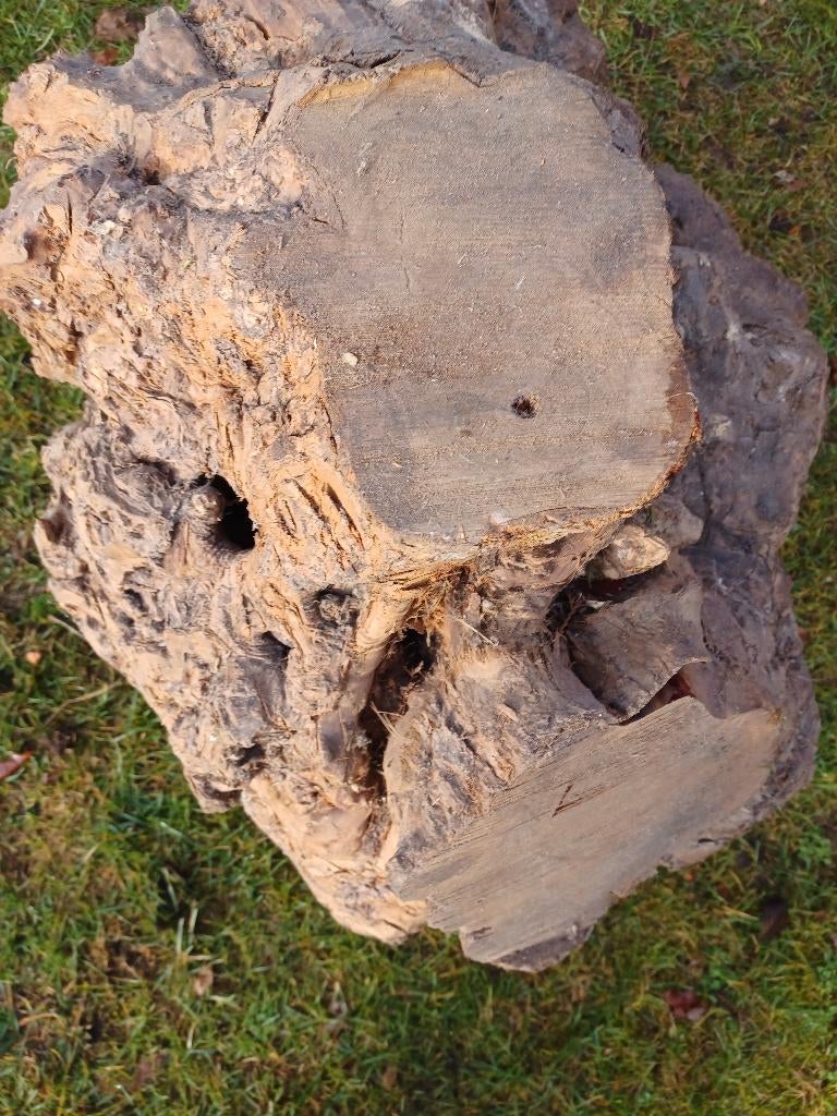 OLIJF---TAXUS---GRANAATAPPEL---NOTEN, Doe-het-zelf en Bouw, Hout en Planken, Ophalen, Overige typen, Nieuw, 50 mm of meer