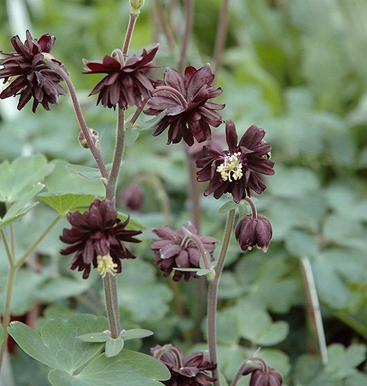 Akelei ‘Black Barlow’ | Zaden uit eigen gifvrije tuin, Enlèvement ou Envoi, Automne, Mi-ombre, Graine