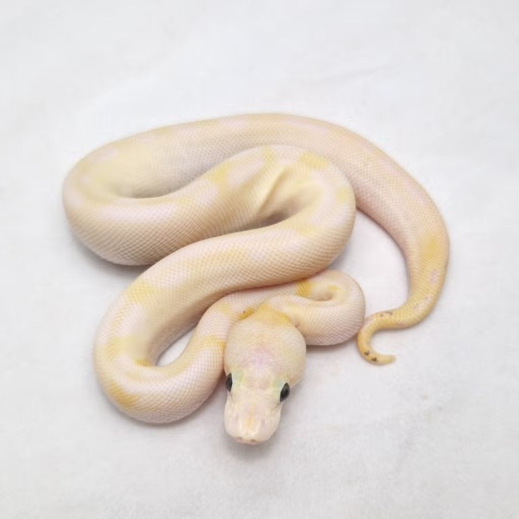 Pastel Ivory Clown koningspython man, Dieren en Toebehoren, Slang, Tam, 0 tot 2 jaar