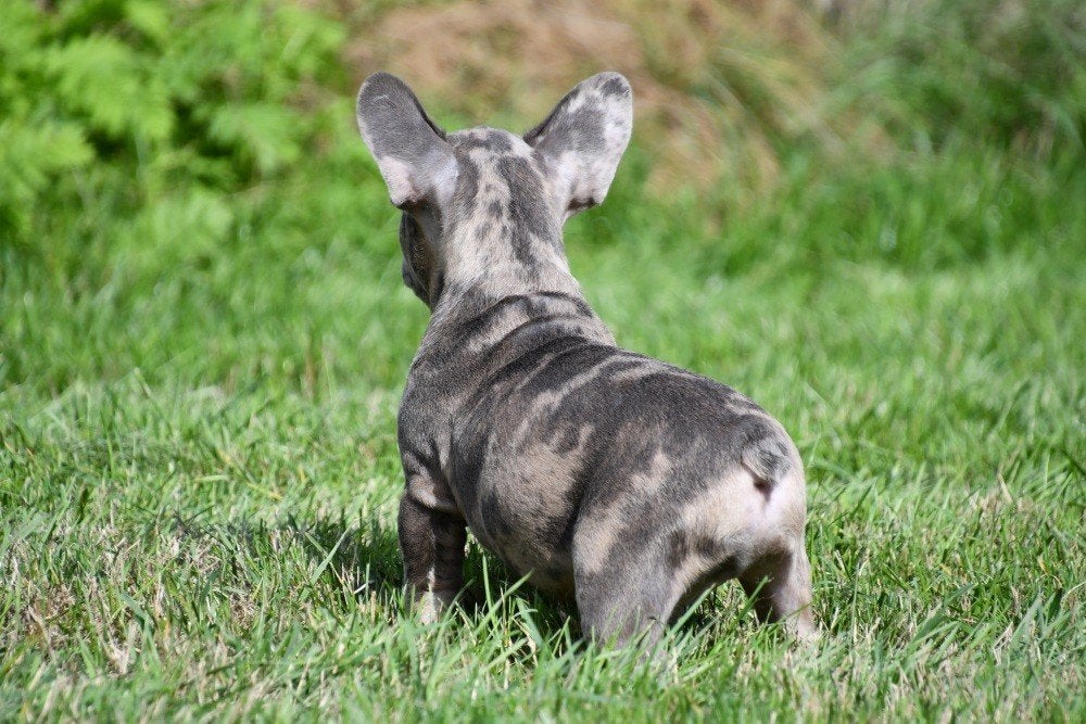 Chiots bouledogue français à vendre, 15 semaines à 1 an, Plusieurs animaux, Éleveur | Professionnel, Bouledogue