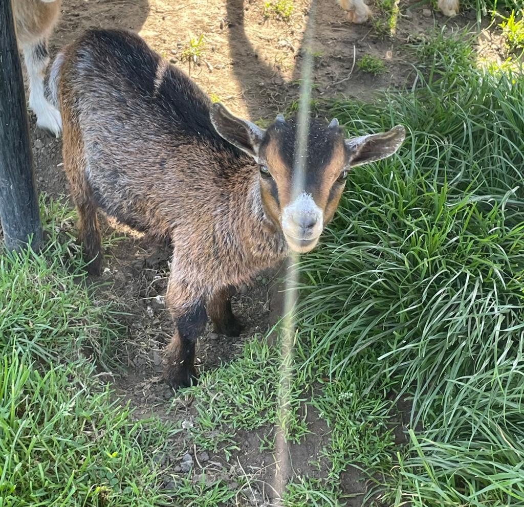 Mini dwerggeitjes, Dieren en Toebehoren, Mannelijk, Geit