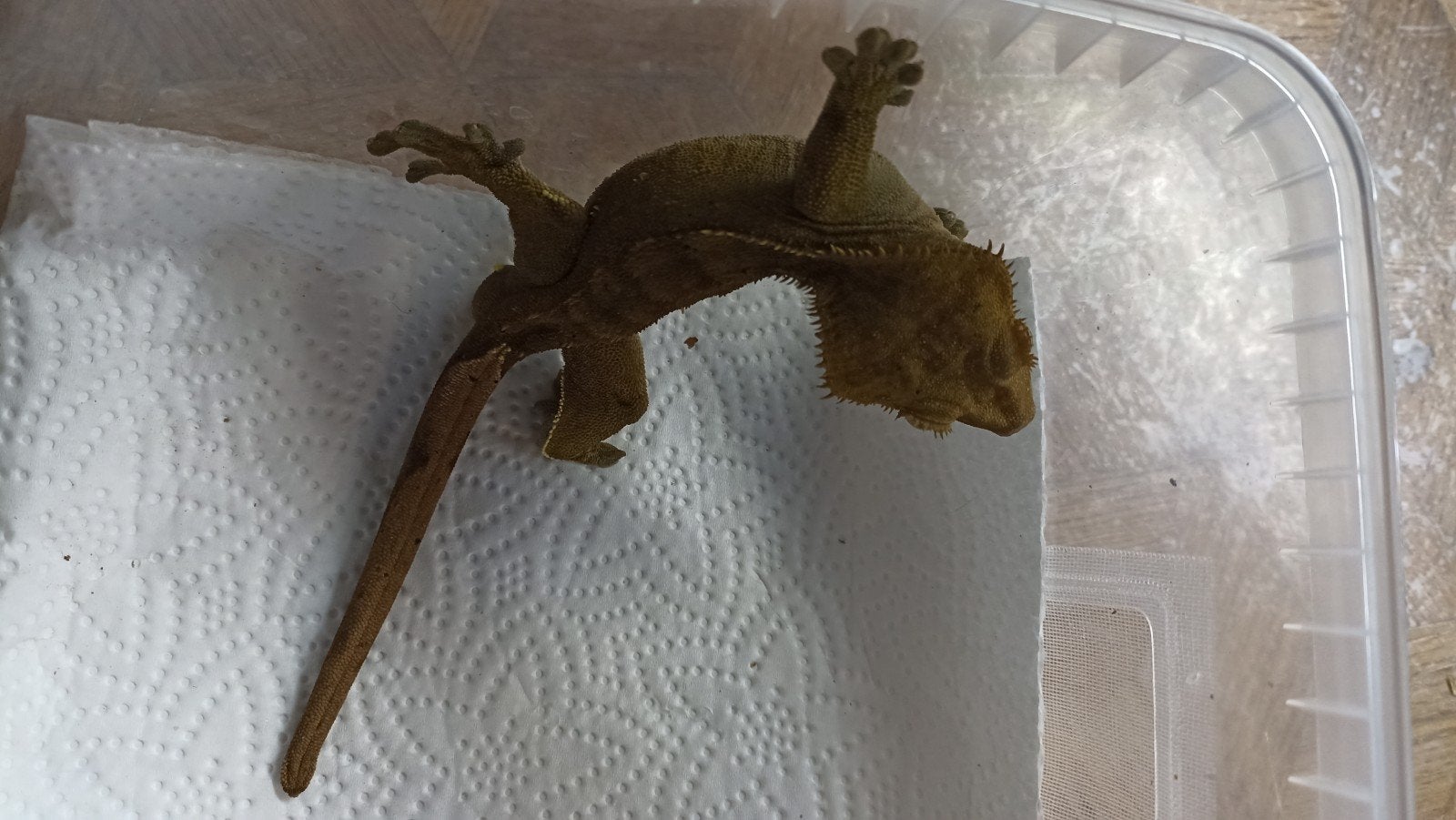 knappe donkere wimpergekko man, Dieren en Toebehoren, Hagedis, 3 tot 6 jaar