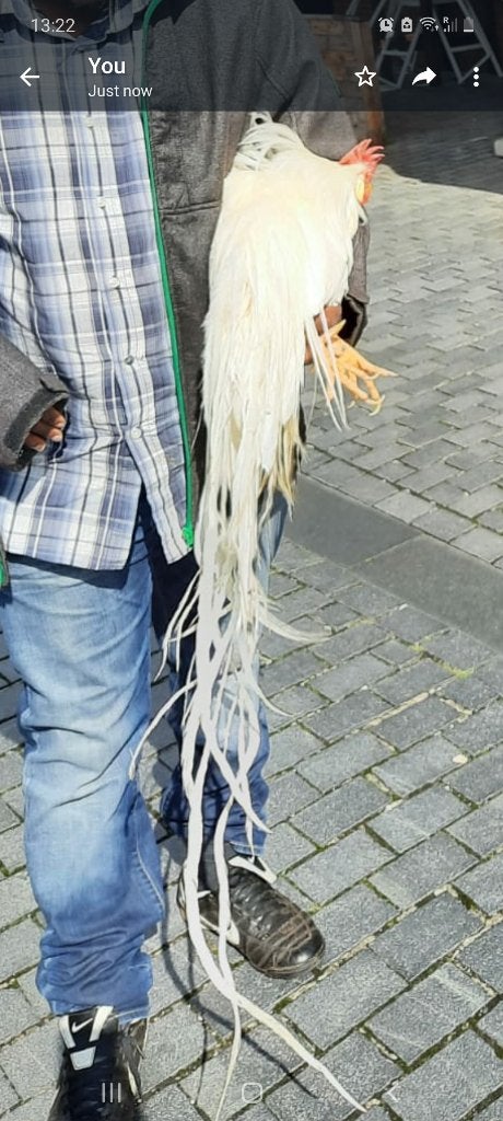 Onagadori  broedeieren  en chicken, Geslacht onbekend, Kip