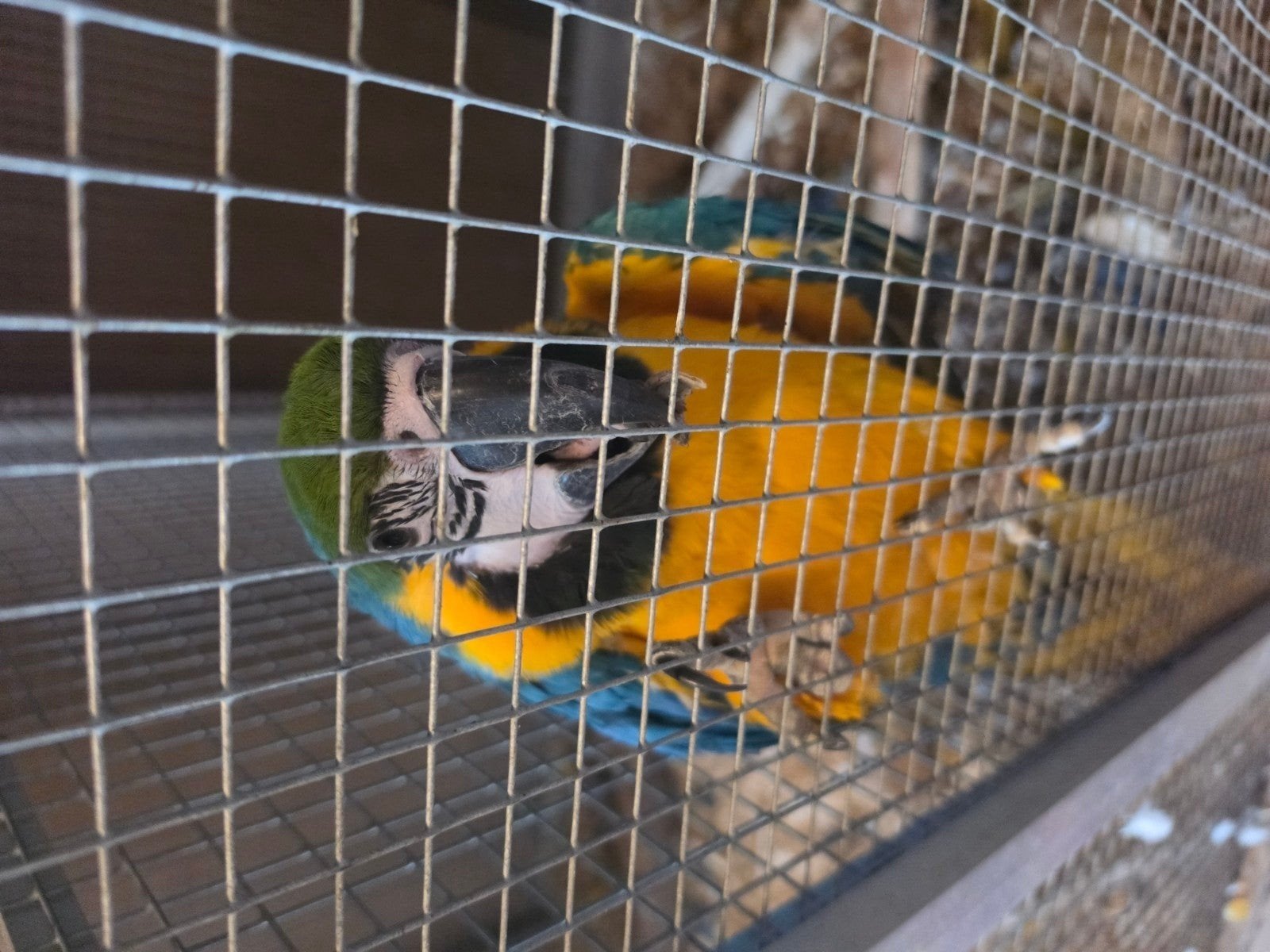 ara s, Dieren en Toebehoren