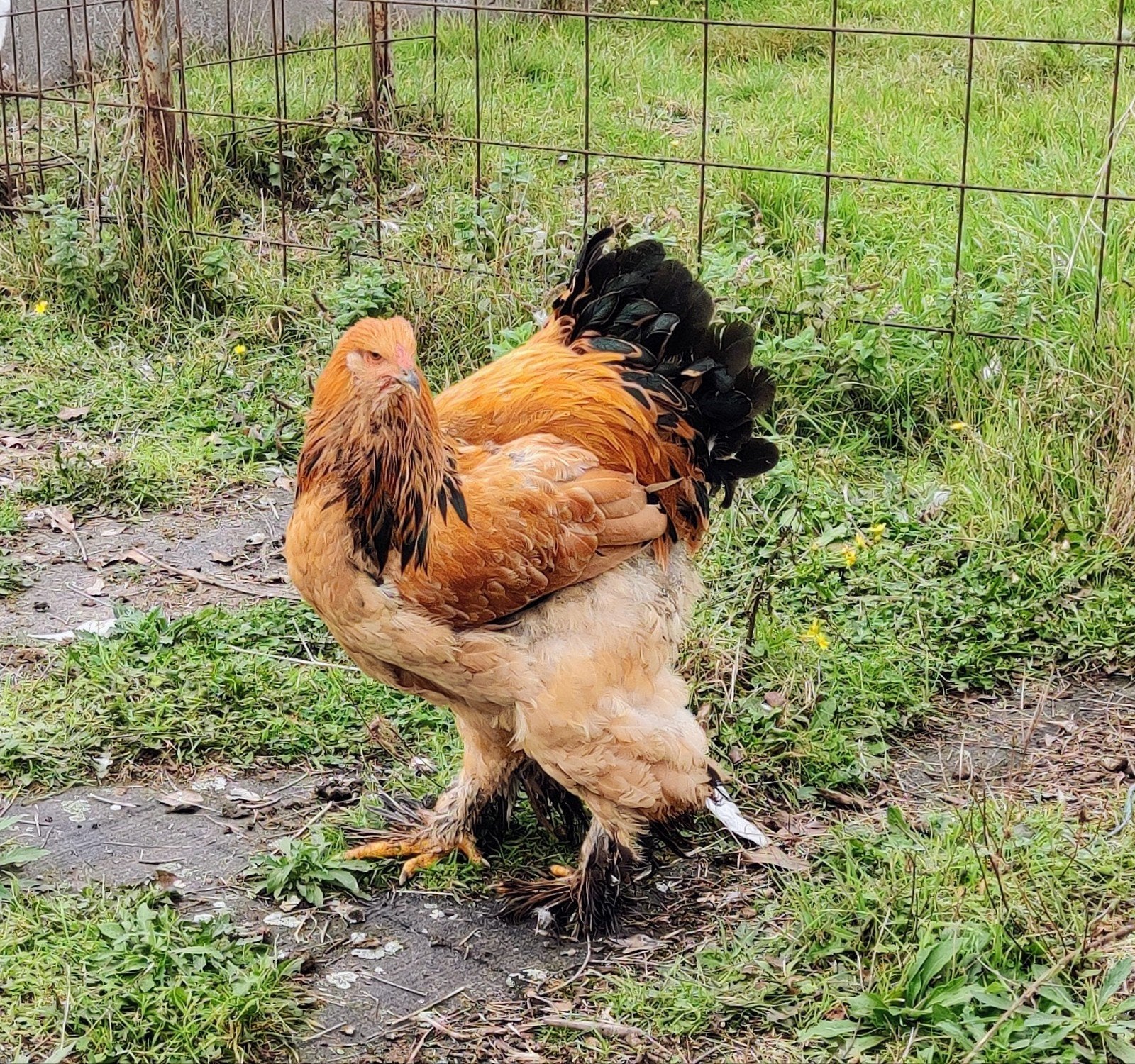 GH Brahma buff zwarte en blauwe hanen, Dieren en Toebehoren, Mannelijk, Kip