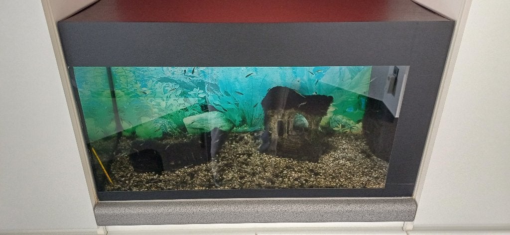 Aquarium met toebehoren en inhoud, Ophalen, Inclusief vissen, Gebruikt