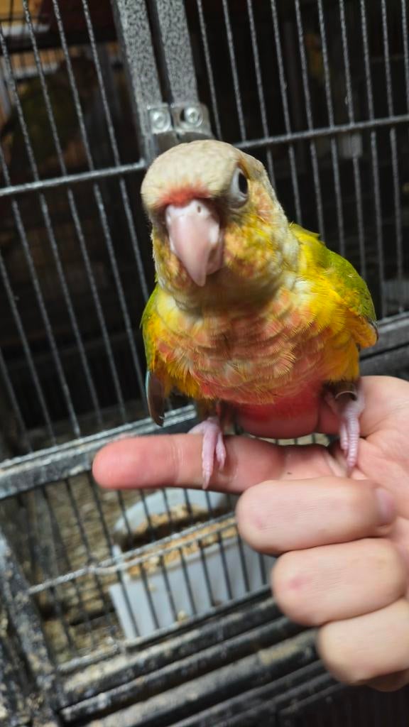 pyrrhura handtam, Dieren en Toebehoren, Geslacht onbekend, Parkiet, Geringd
