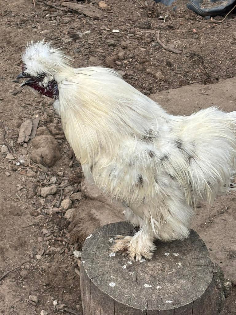 Zijdehoender haantjes, Dieren en Toebehoren, Pluimvee, Mannelijk, Kip