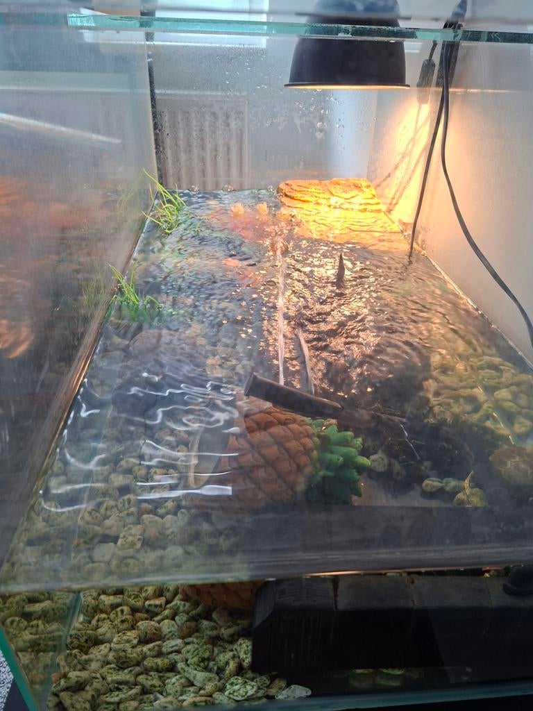 Schildpadden met bak en toebehoren, Ophalen